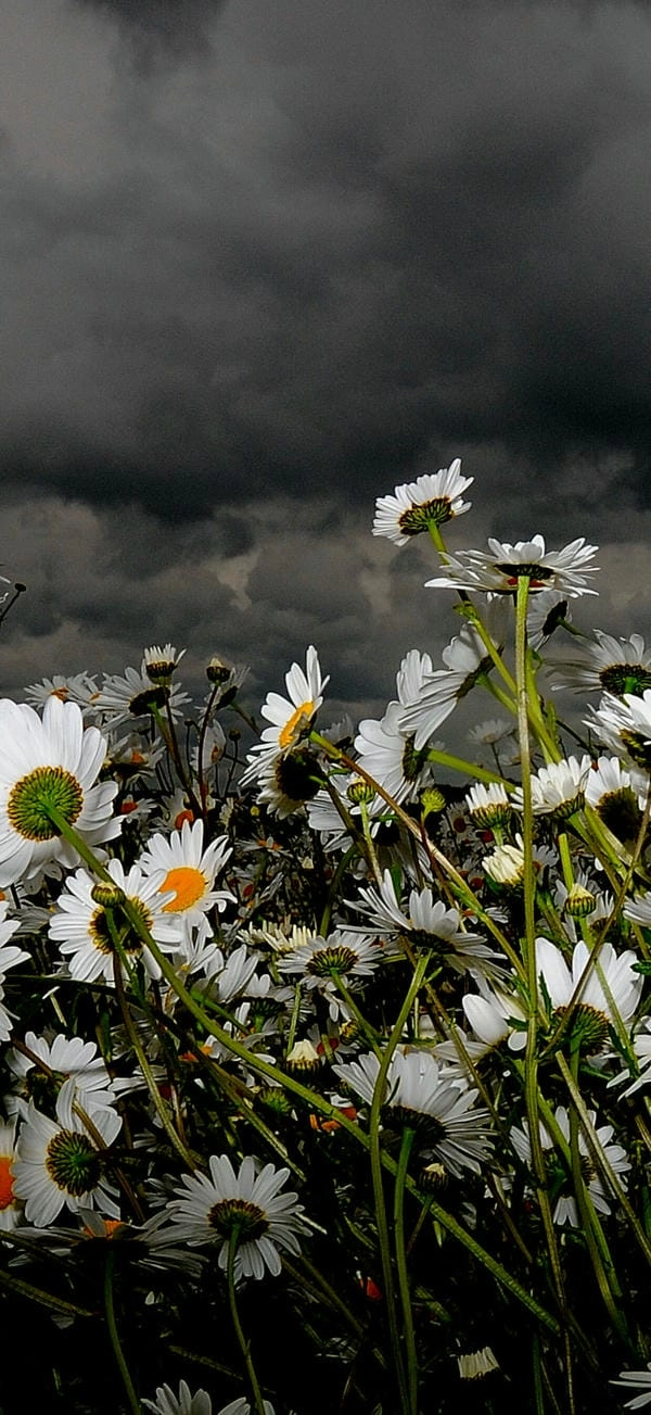 Hình nền điện thoại hoa cúc nhẹ nhàng mỗi ngày