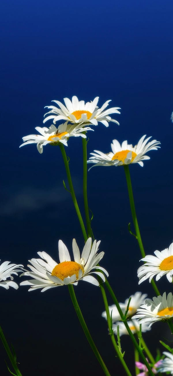 Tải hình nền hoa cúc lưu giữ vẻ đẹp thuần khiết