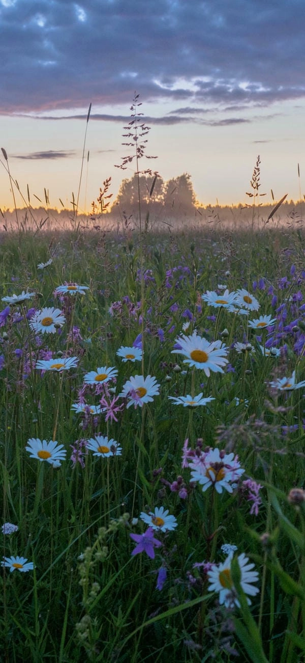 Ảnh hoa cúc đẹp khoe trọn nét duyên dịu dàng