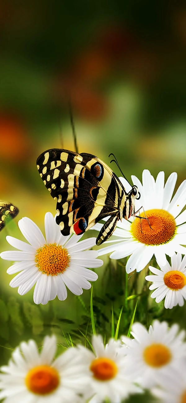 Bộ hình nền hoa cúc đa sắc thái tự nhiên