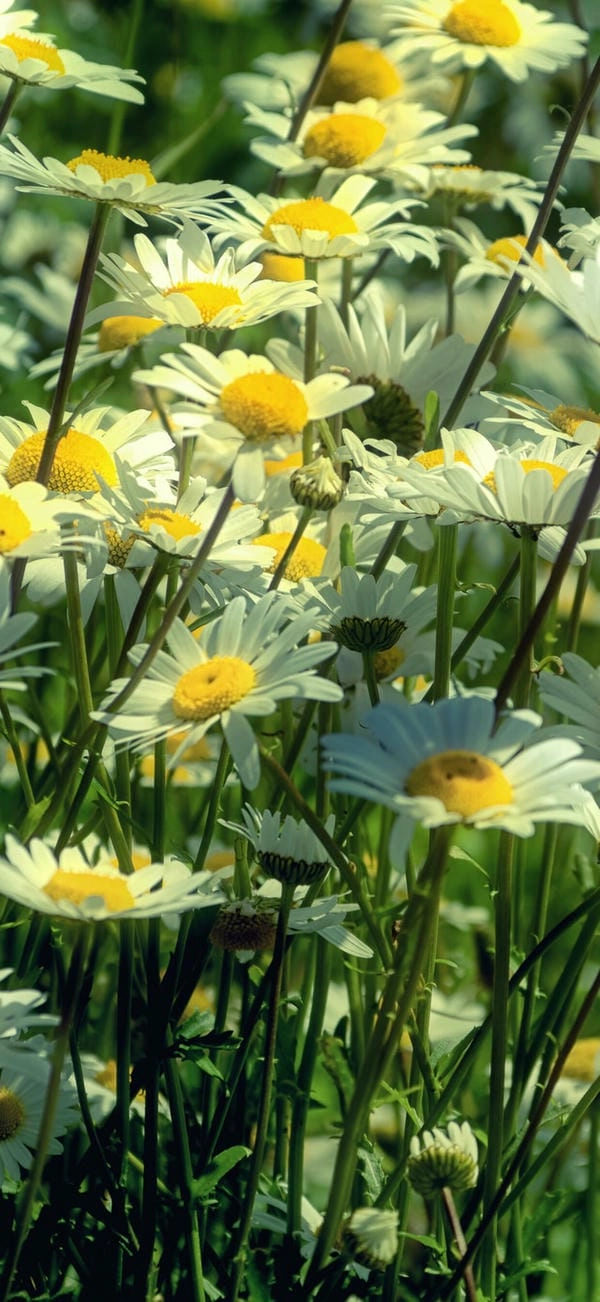 Hình nền hoa cúc dại mộc mạc gần gũi thiên nhiên