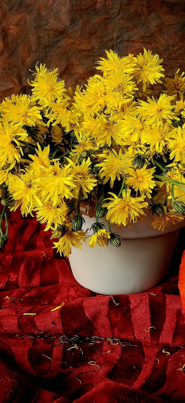 Hình nền hoa cúc tết mang ý nghĩa bình an