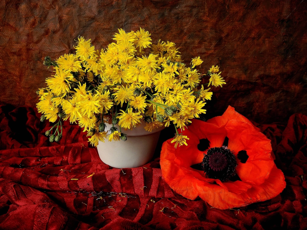 Background hoa cúc tinh tế cho không gian an yên