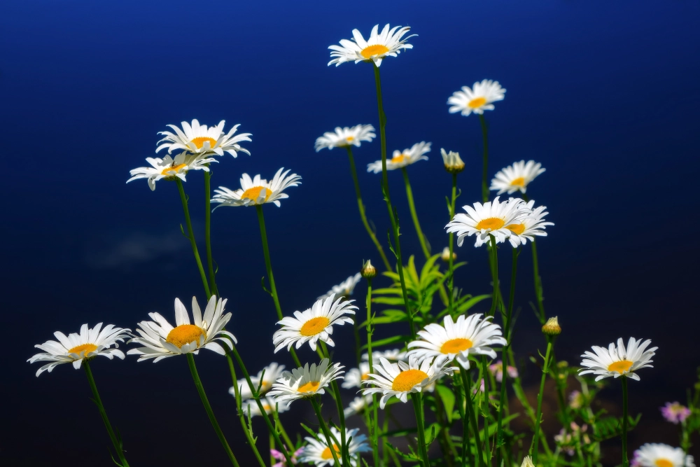 Hình nền hoa cúc đẹp lan tỏa nét đẹp tự nhiên