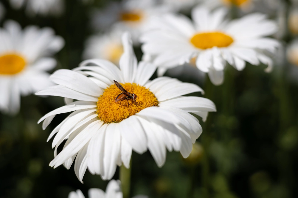 Hình nền hoa cúc trắng tinh khôi thuần khiết