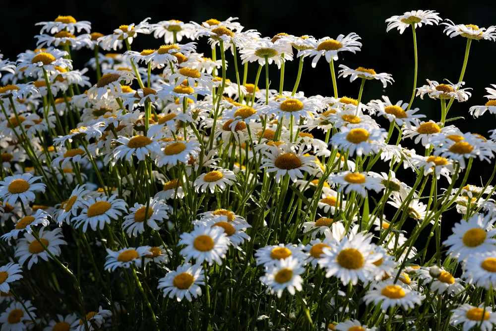 Hình nền hoa cúc 4k sắc nét tôn vinh vẻ đẹp