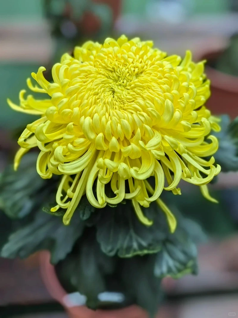 Hình nền hoa cúc vàng đẹp mang sắc nắng tươi mới