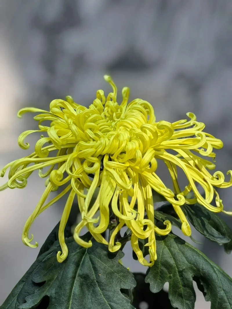 Hình nền hoa cúc vàng full hd hiển thị rõ nét dịu mắt