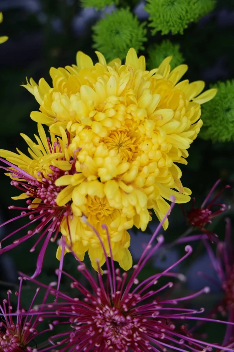 Hình nền hoa cúc vàng tối giản đẹp theo phong cách tinh gọn