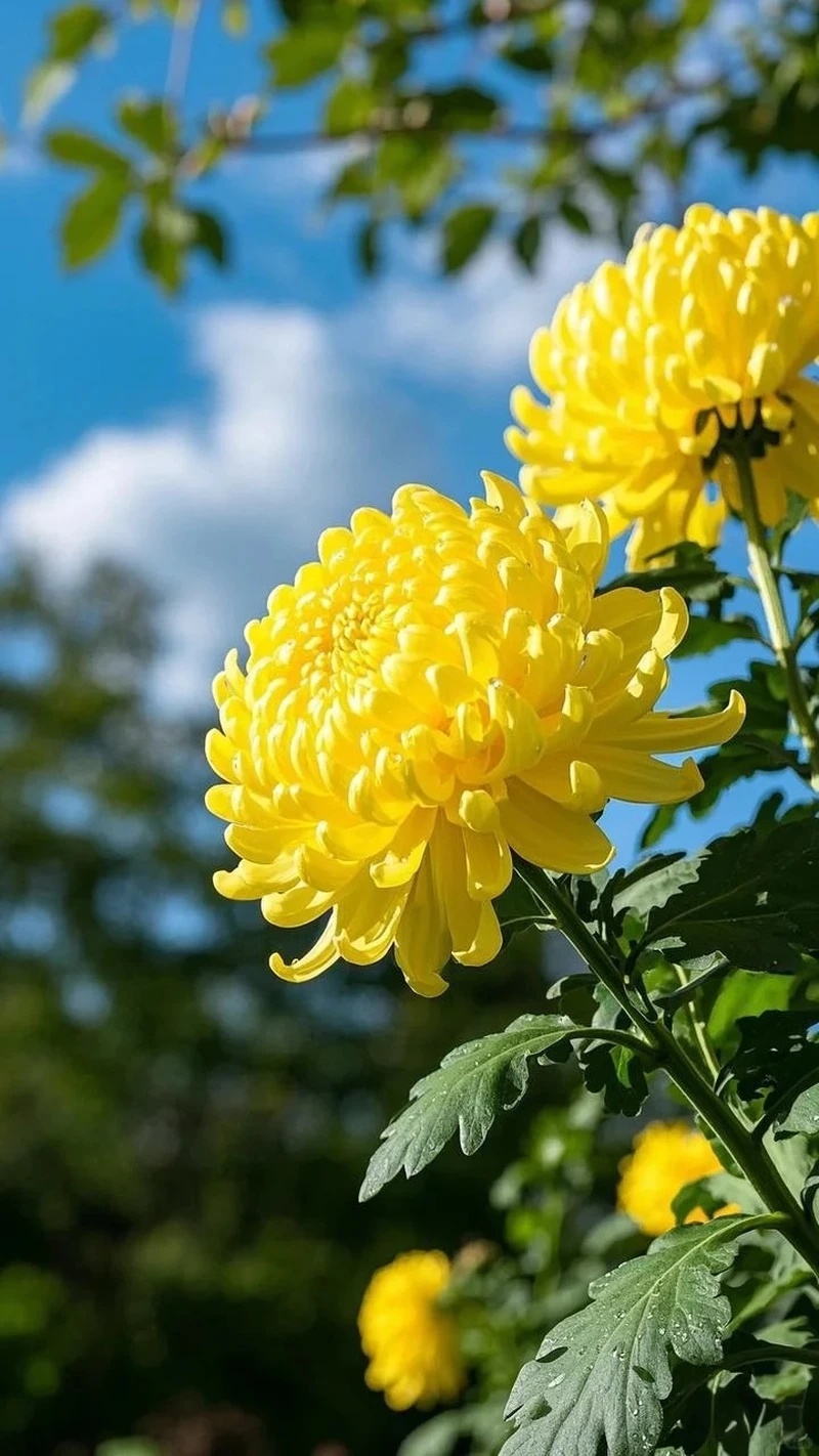 Hình nền hoa cúc vàng thiên nhiên gần gũi và dễ chịu