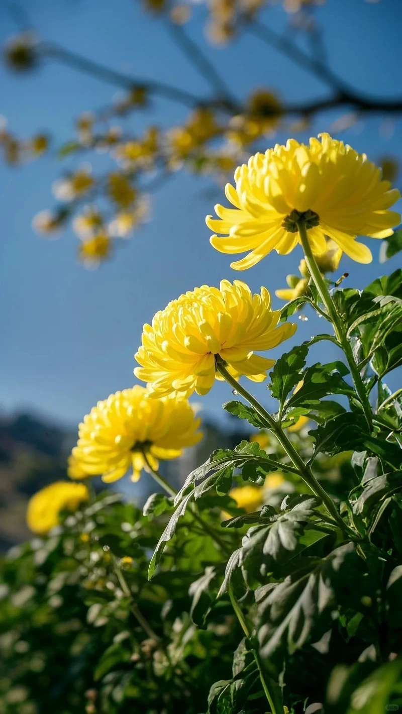 Hình nền hoa cúc vàng miễn phí dễ dàng lựa chọn sử dụng