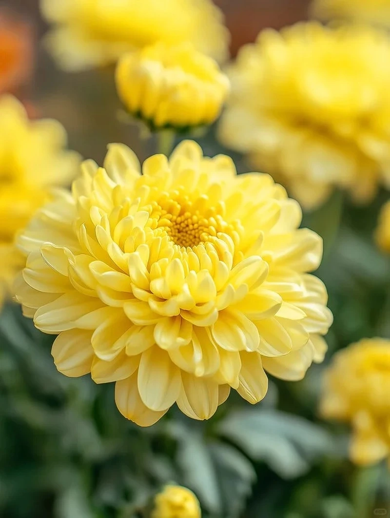 Hình nền hoa cúc vàng sắc nét nâng tầm trải nghiệm nhìn