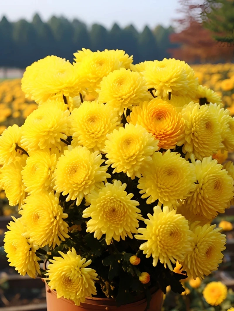 Hình nền hoa cúc vàng ý nghĩa tượng trưng sự trường thọ