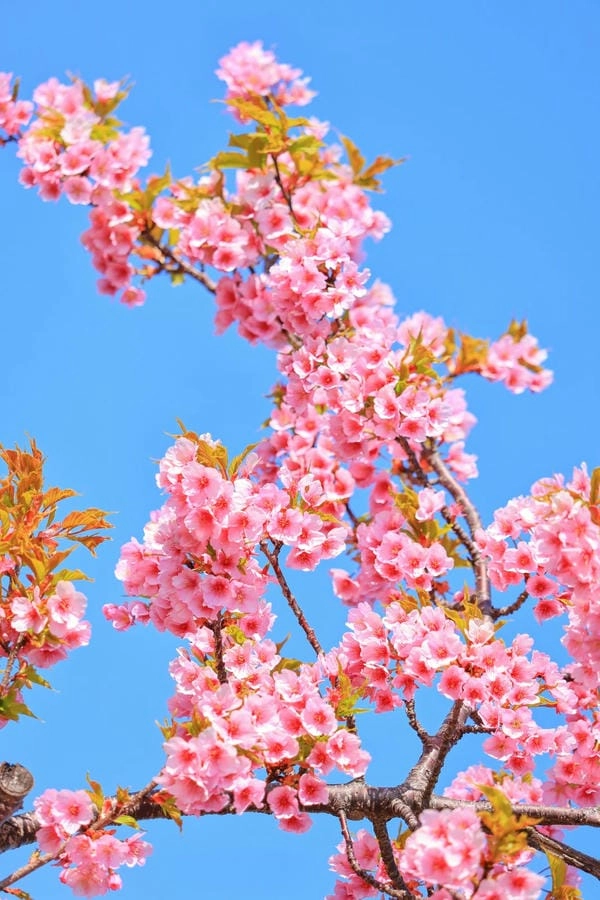 Ảnh hoa đào đẹp tôn vinh vẻ xuân dịu dàng