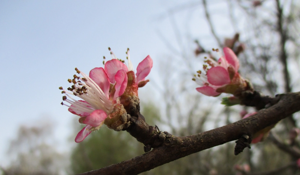 Hình nền hoa đào tết ngập tràn không khí đoàn viên
