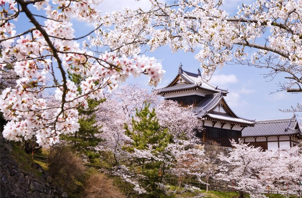 Background hoa đào nhẹ nhàng lan tỏa sắc xuân