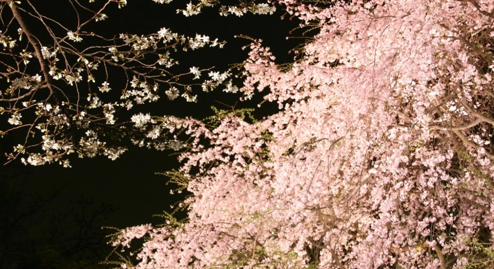 Hình nền máy tính hoa đào đậm chất xuân Việt