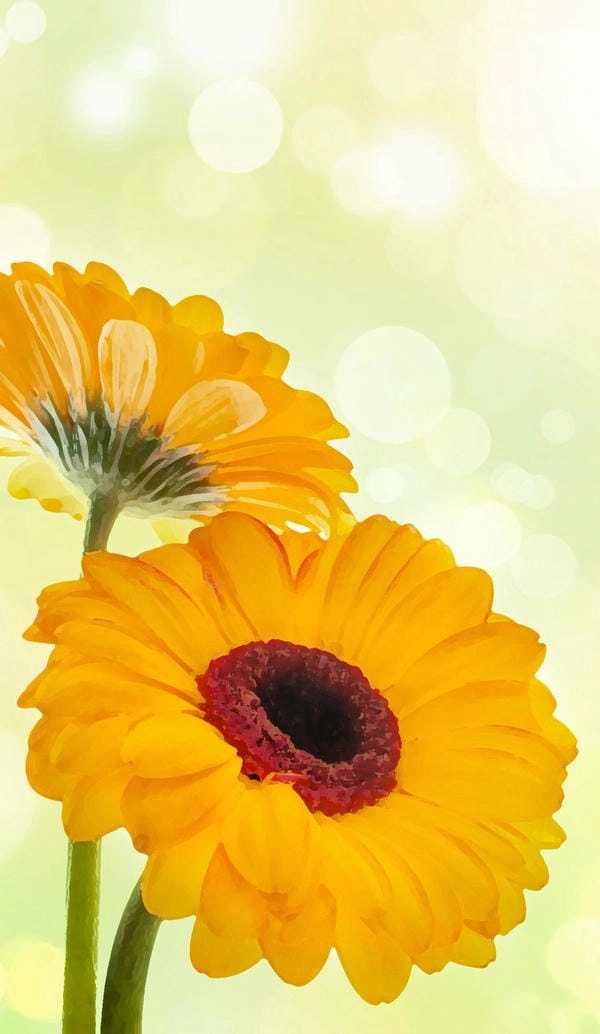 Hình nền hoa đồng tiền vàng mang ý nghĩa phú quý