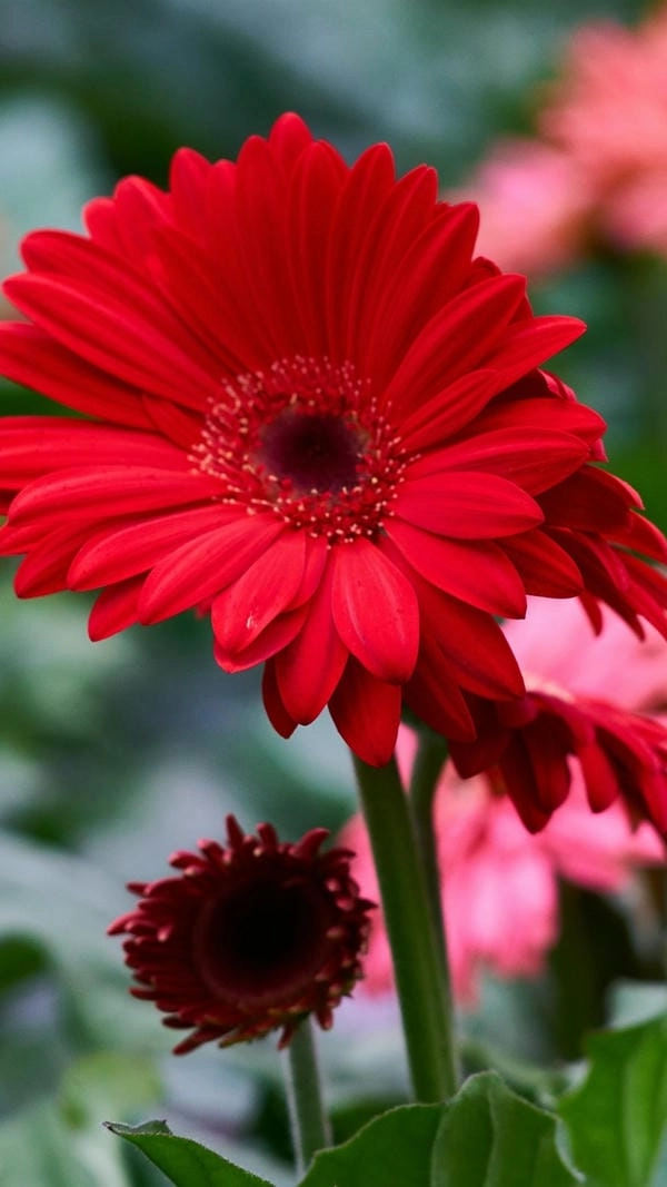 Wallpaper hoa đồng tiền tươi sáng cho ngày mới