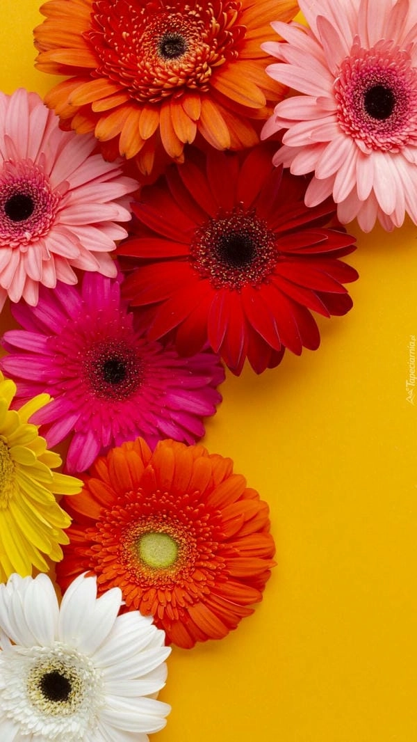 Ảnh hoa đồng tiền 4k sắc nét từng cánh