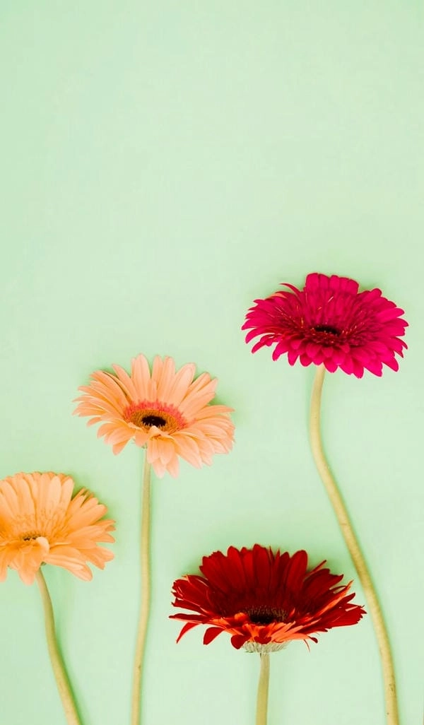 Hình nền hoa đồng tiền tài lộc đón may mắn