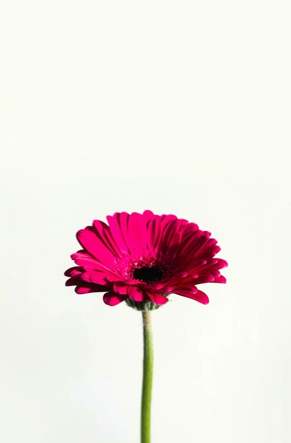 Hình nền hoa đồng tiền tím huyền bí cuốn hút