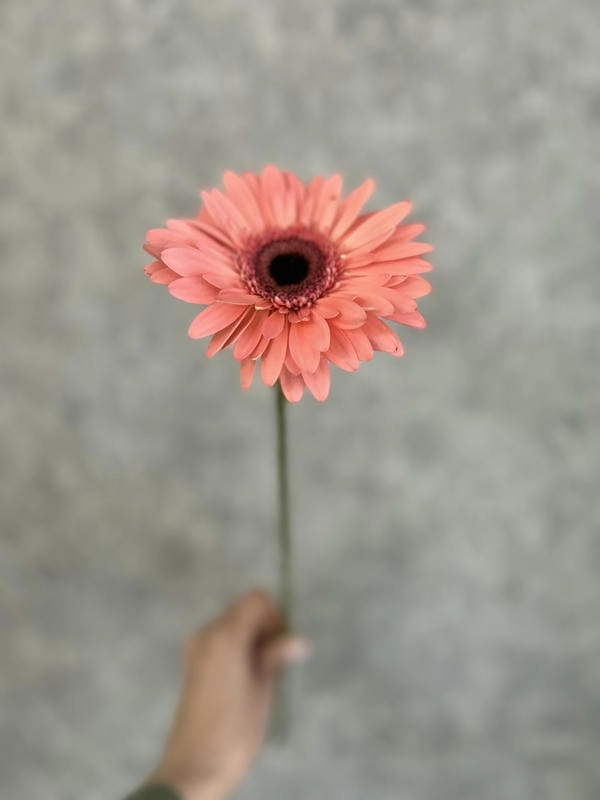 Hình nền hoa đồng tiền hồng dịu dàng lãng mạn