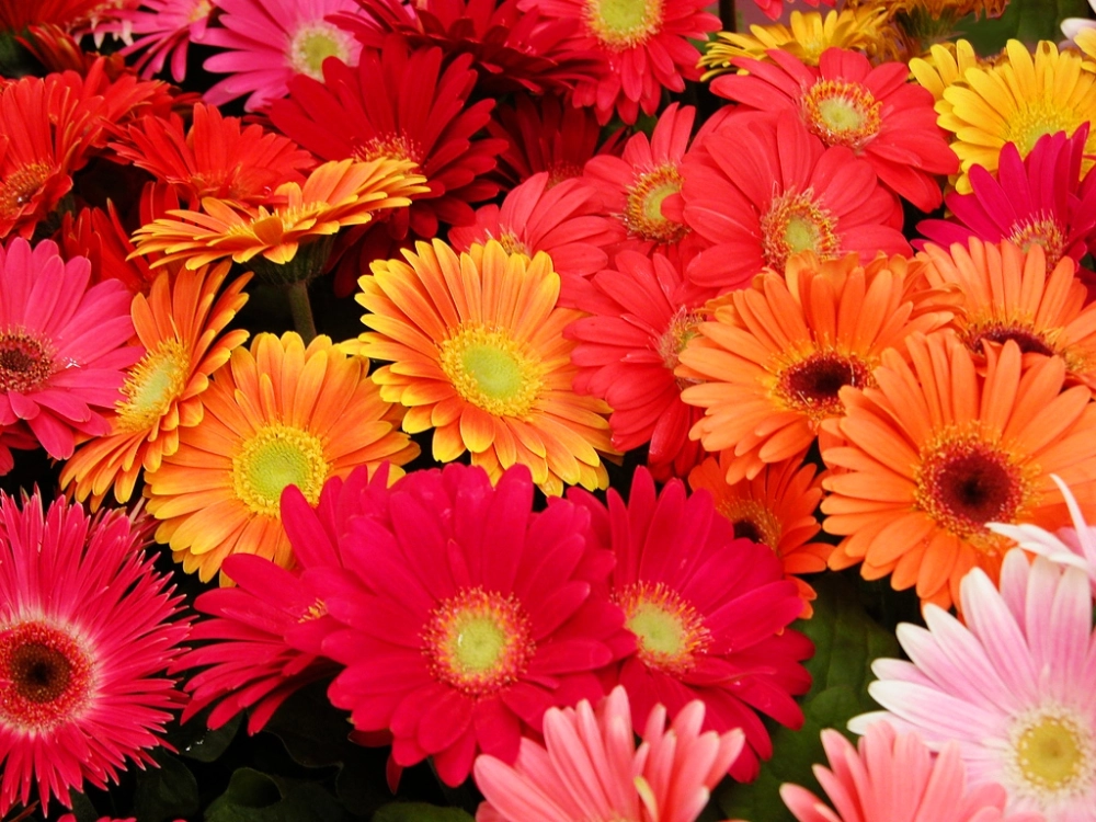 Ảnh hoa đồng tiền tươi sáng lan tỏa niềm vui