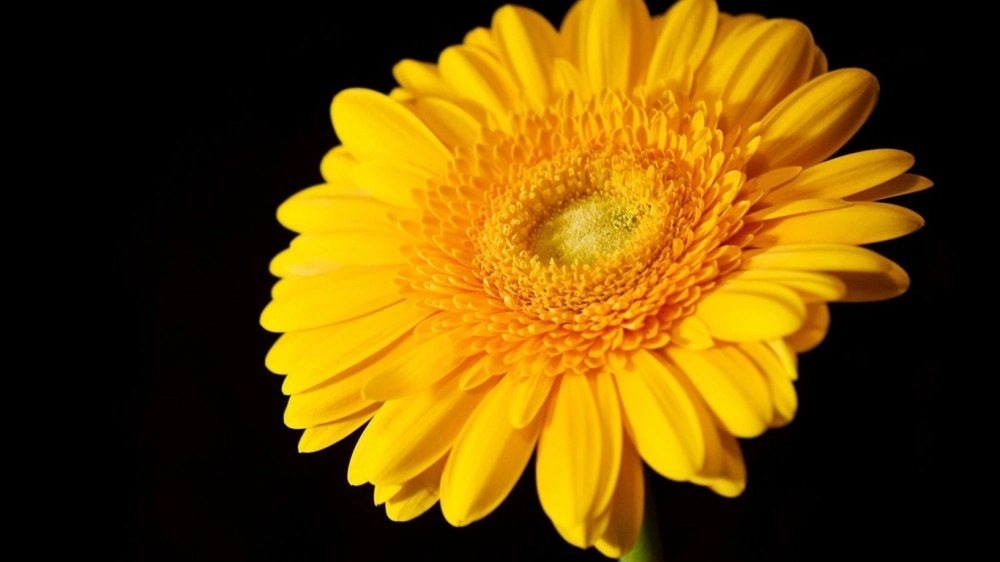 Ảnh nền hoa đồng tiền nhẹ nhàng và ấm áp