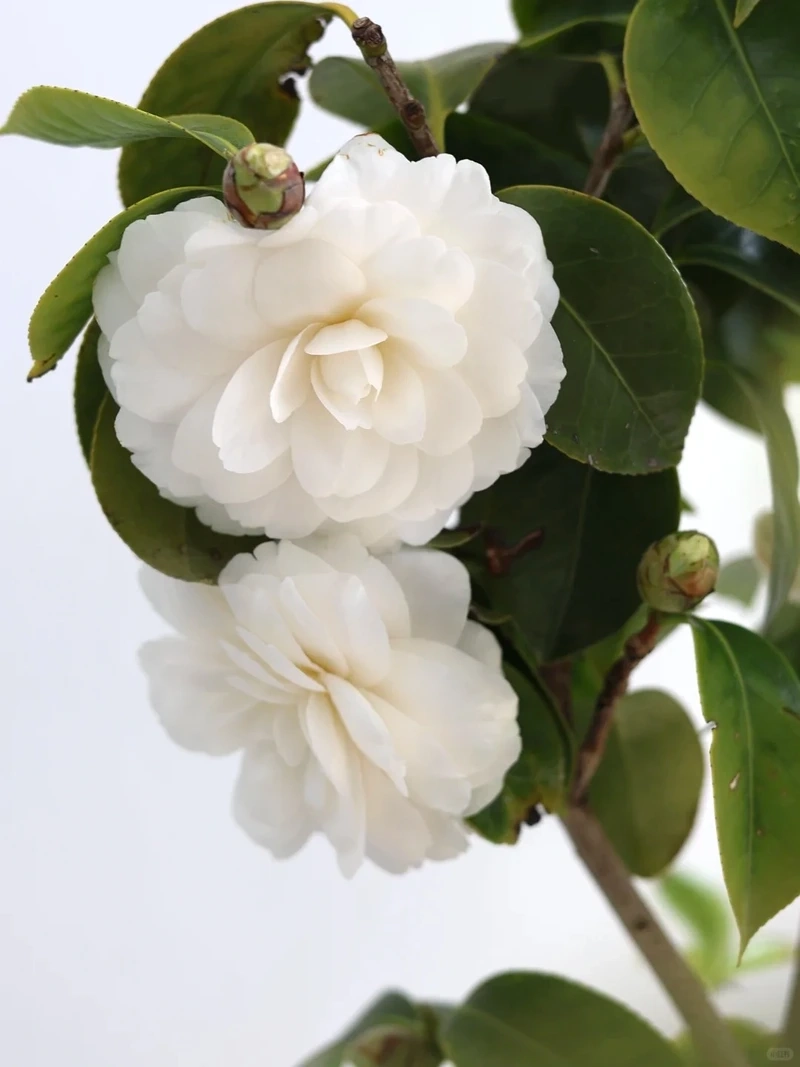 Hình nền hoa hải đường tết mang không khí sum vầy