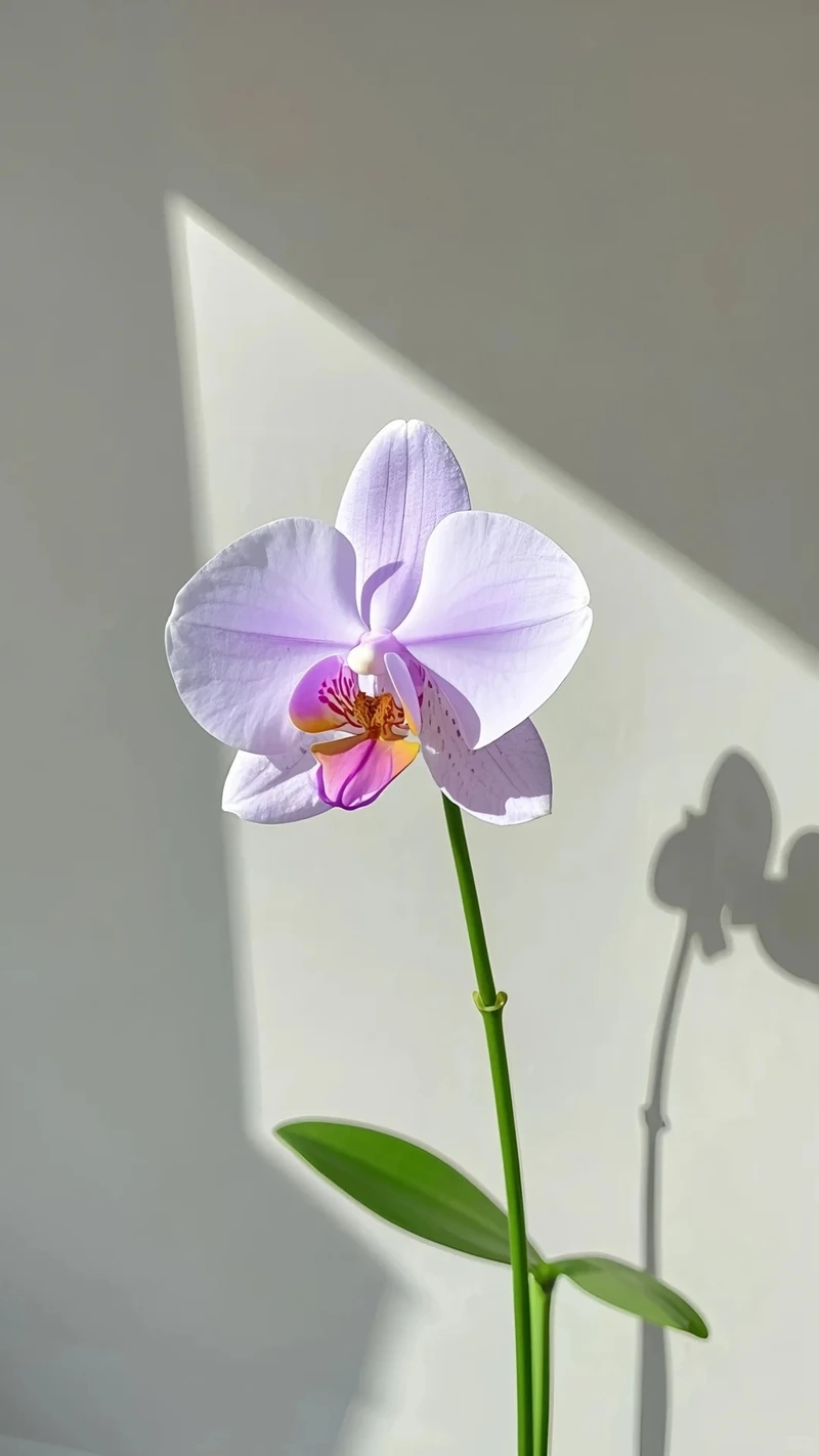 Hình nền hoa lan hồ điệp tím biểu tượng sự sang quý