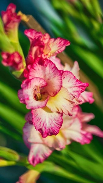 Ảnh hoa lay ơn đẹp nhất khoe trọn sắc hoa xuân