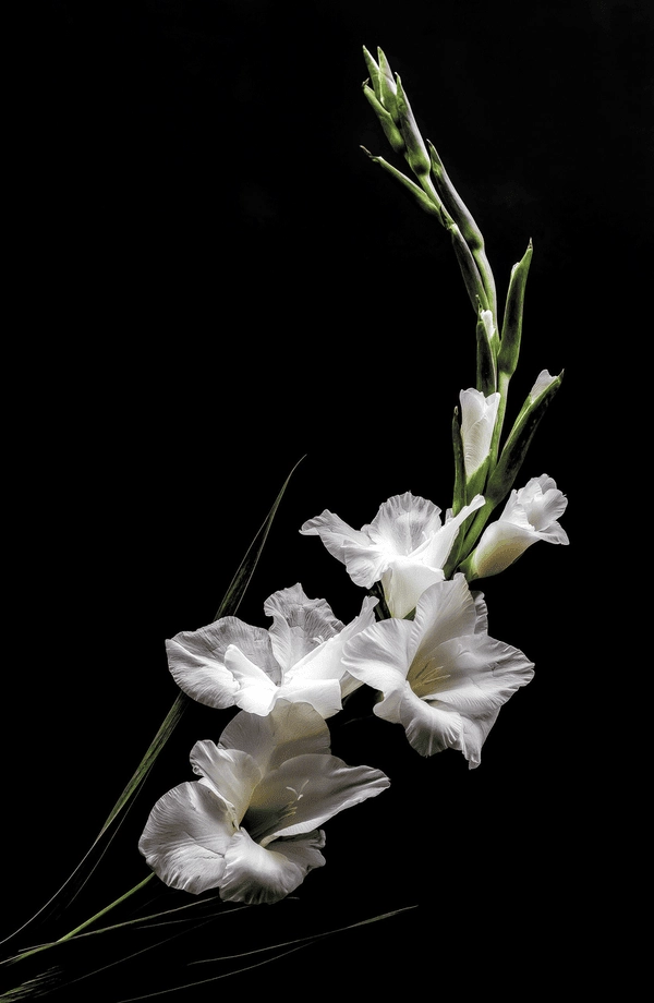 Bộ hình nền hoa lay ơn đa sắc thái tinh tế