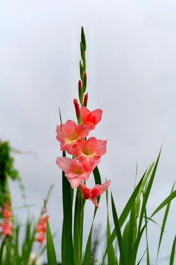 Hình nền hoa lay ơn 4k sắc nét tôn vẻ đẹp hoa