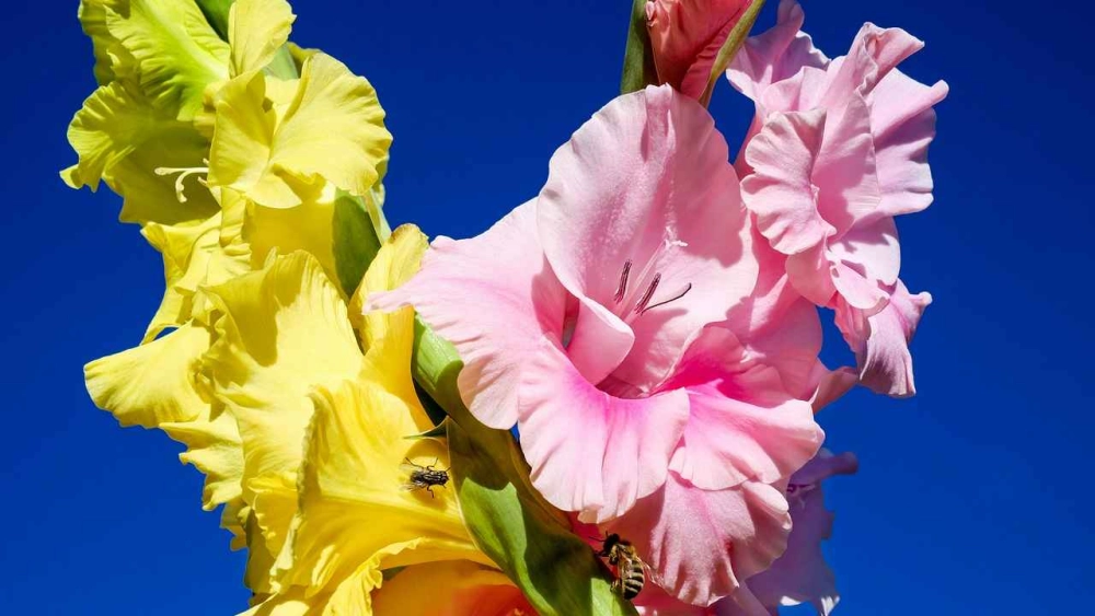 Hình nền hoa dơn dịu dàng lan tỏa vẻ đẹp truyền thống