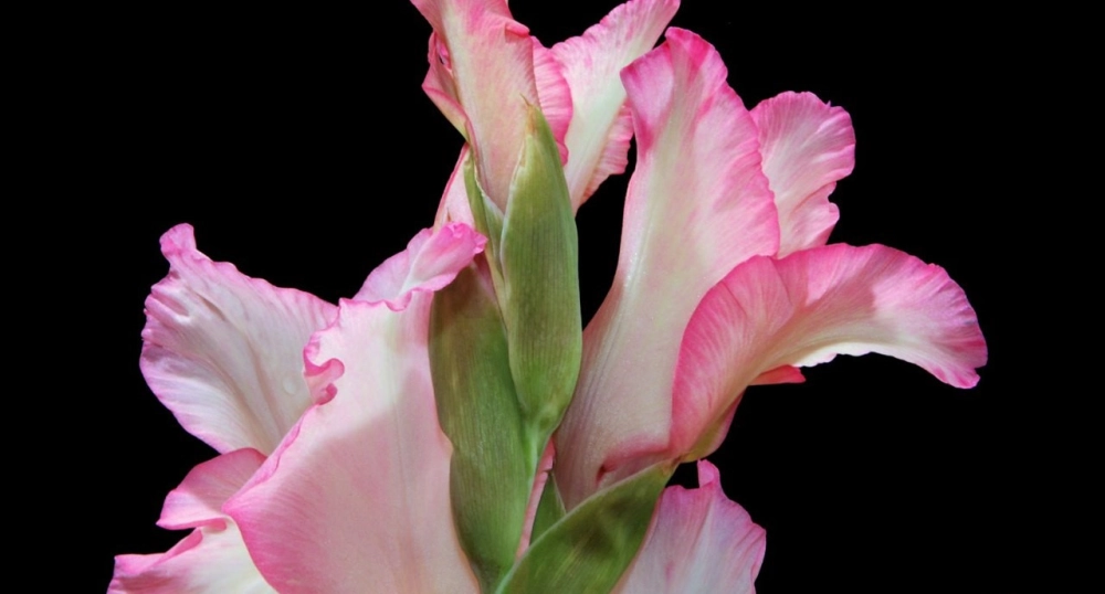 Ảnh hoa dơn tinh tế khoe sắc xuân thanh nhã