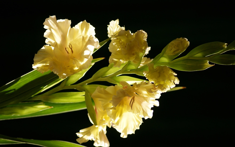 Hình ảnh hoa lay ơn khoe sắc thắm đầy sức sống