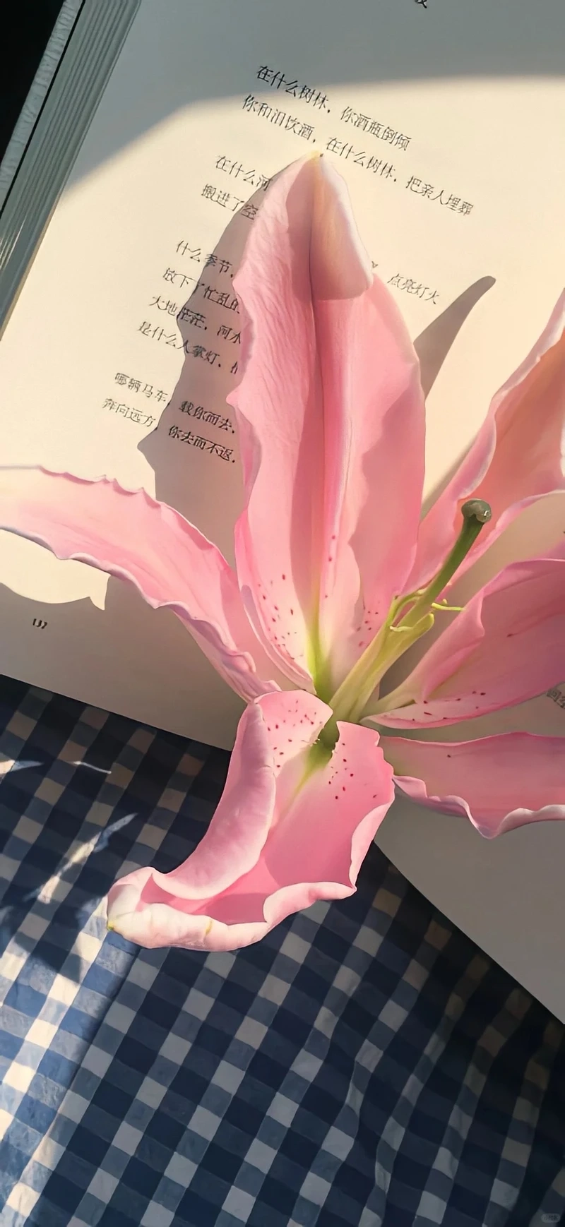 Phong cách tinh giản từ hình nền hoa ly tối giản