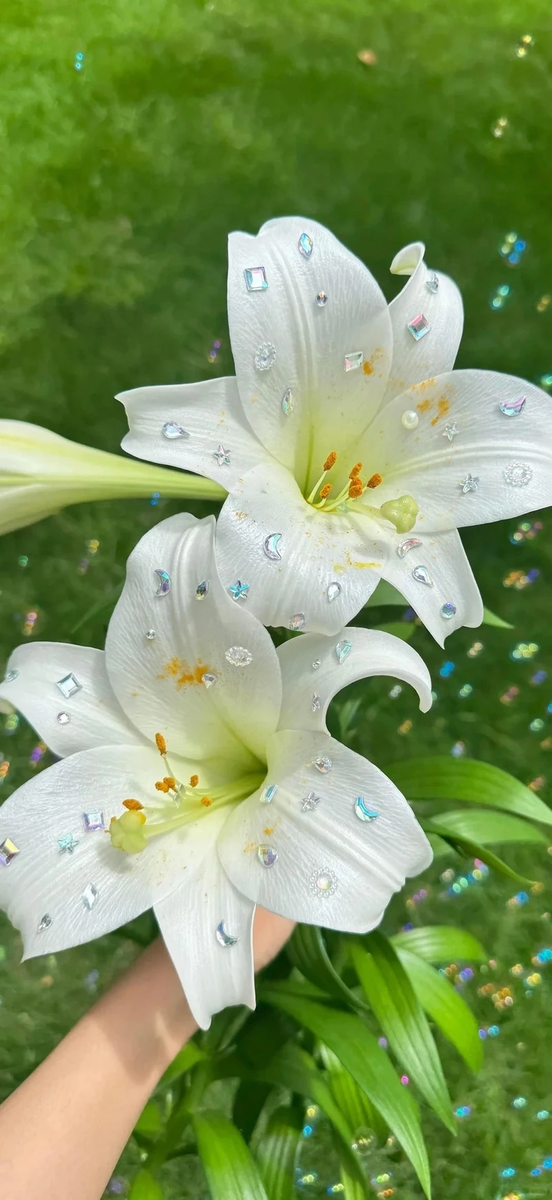 Thư giãn mỗi ngày cùng hình nền hoa ly nhẹ nhàng