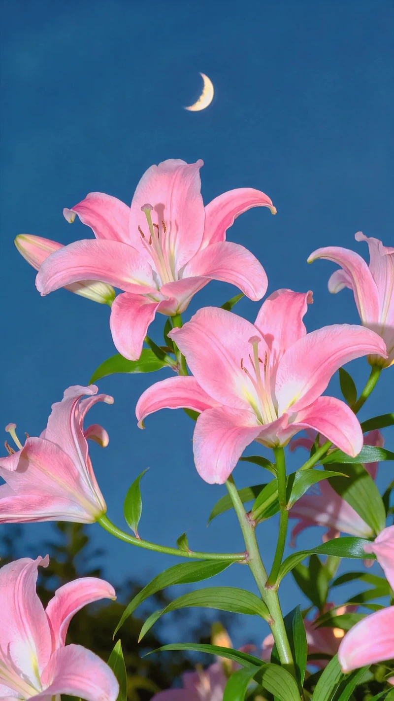 Vẻ đẹp tinh nhã của hình nền hoa ly trang nhã