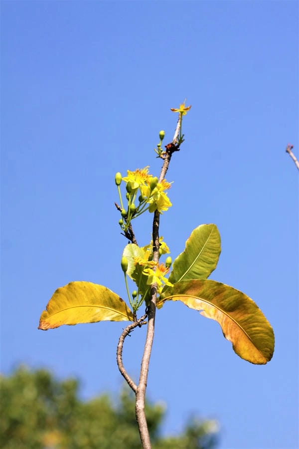 Wallpaper hoa mai nổi bật sắc xuân truyền thống