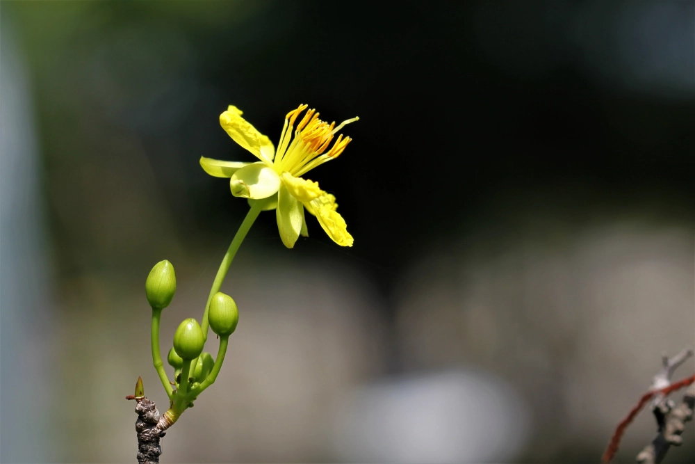 Ảnh hoa mai tinh khôi gợi không khí tết an lành