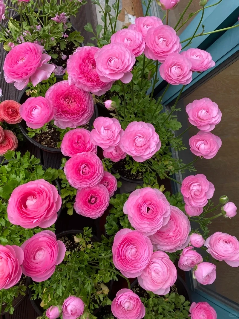 Ý nghĩa của hình nền hoa mao lương 