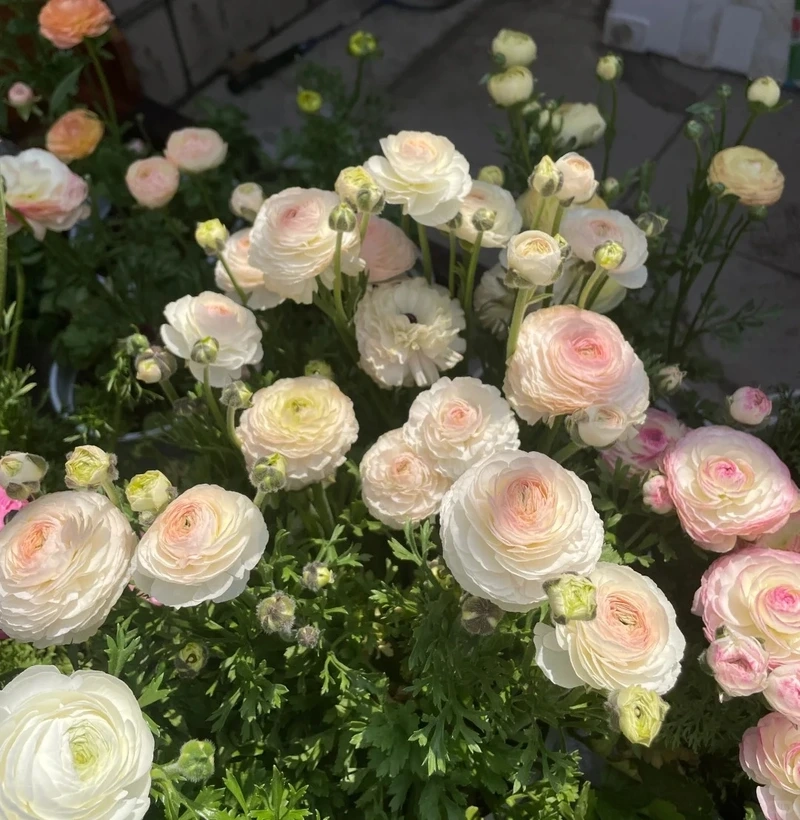 Cá nhân hóa máy bằng hình nền hoa mao lương cho điện thoại