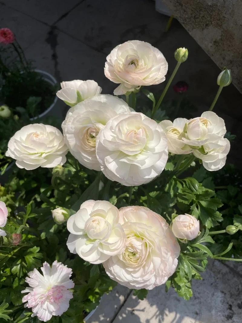 Nâng tầm hiển thị cùng hình nền hoa mao lương 4k