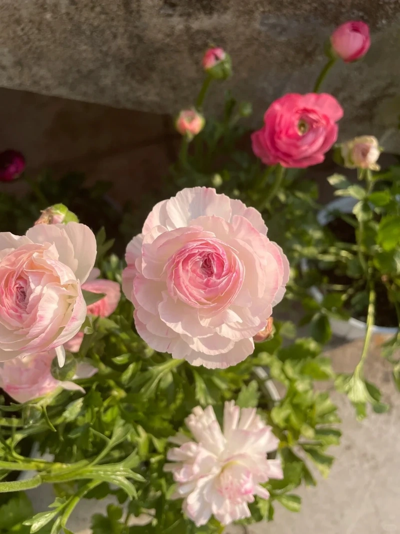 Trải nghiệm sắc nét với hình nền hoa mao lương full hd