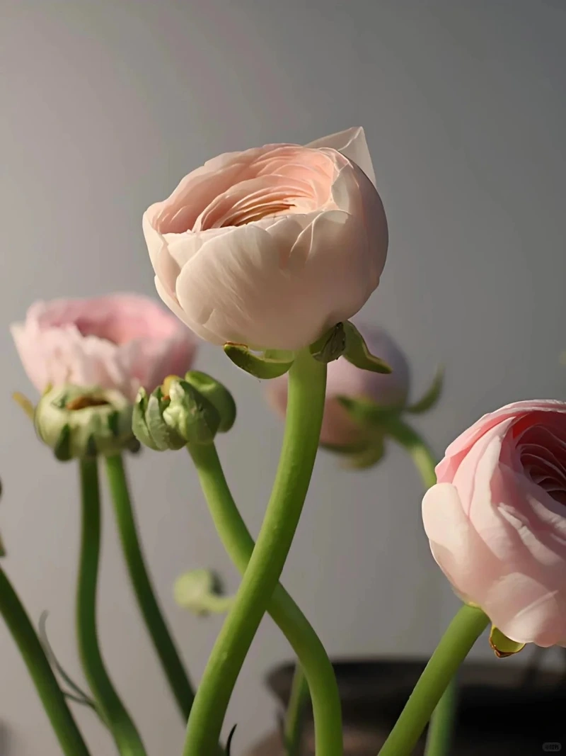 Tối ưu hiển thị nhờ hình nền hoa mao lương cho android