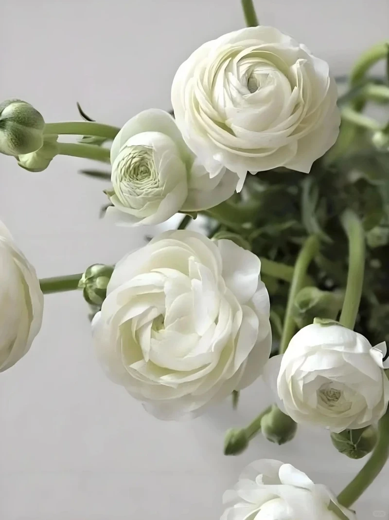 Gu thẩm mỹ nổi bật cùng hình nền hoa mao lương nghệ thuật