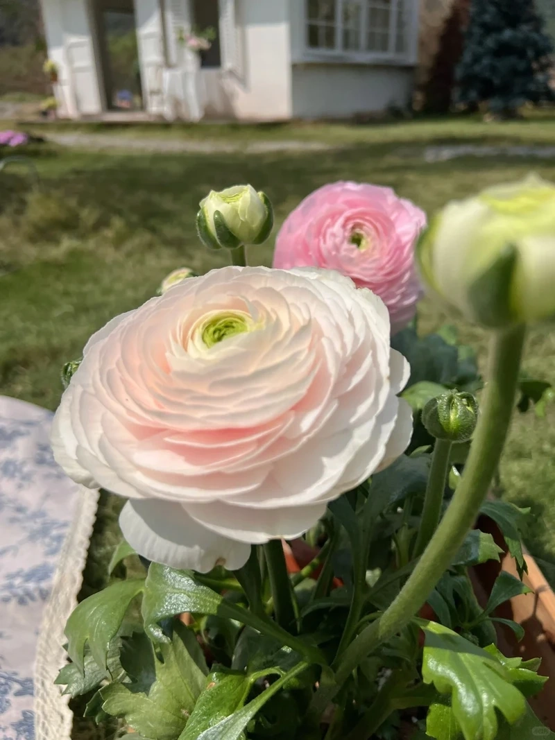 Sức sống lan tỏa từ hình nền hoa mao lương nở rộ