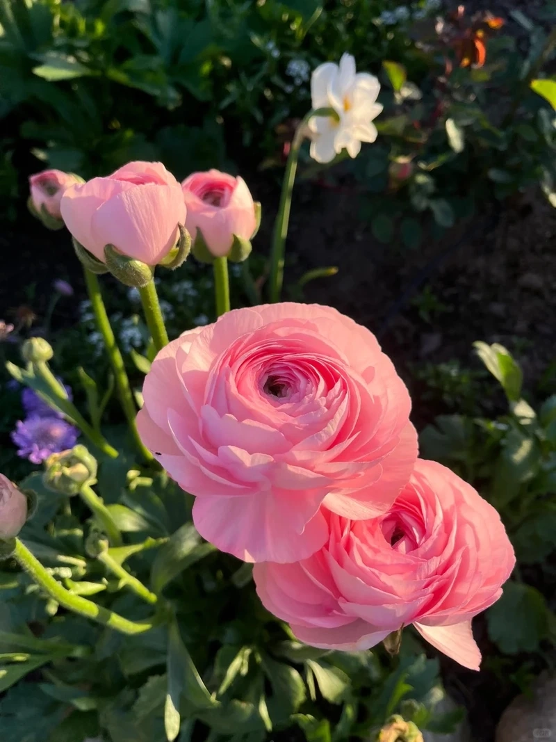 Vẻ đẹp hoài niệm từ hình nền hoa mao lương phong cách vintage